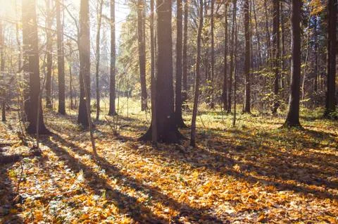 Sunlight Autumn Forest Stock Photos