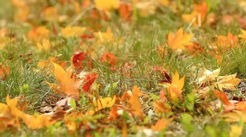 Sunlight on autumn leaves. Stock-Footage 12445334