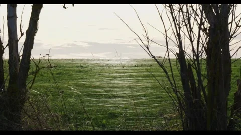 Sunlight backlighting massive spider webs covering a field between trees at dawn Stock Footage 330669152