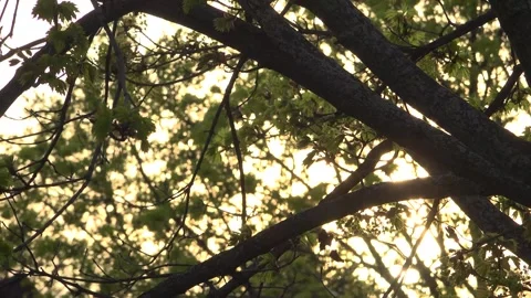 Sunlight backlights branches and buds from a maple tree Stock Footage 322081642