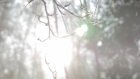 Sunlight with Bare Branch in Foreground Stock Footage 143570384