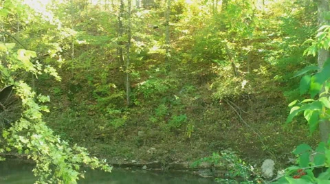 Sunlight bathes Autumn Forest &amp; Stream Stock Footage 43250650
