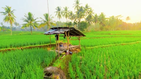 Sunlight bathes green rice fields at dawn Stock Footage 339286853