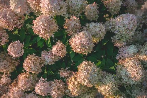 Sunlight bathing a cluster of pink hydrangea blossoms, creating a tranquil .. Foto stock