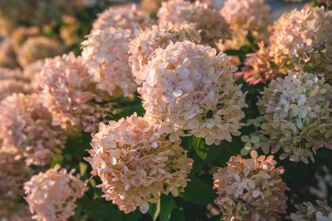 Sunlight bathing a cluster of pink hydrangea blossoms, creating a tranquil .. Foto stock