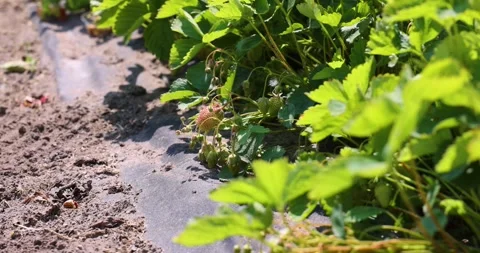 Sunlight bathing strawberry plants growing Stock-Footage 292982163
