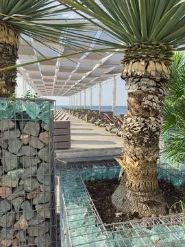 Sunlight on a beachside walkway with palm trees Foto stock