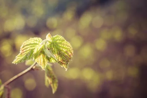 Sunlight on Beaked Hazel Stock Photos