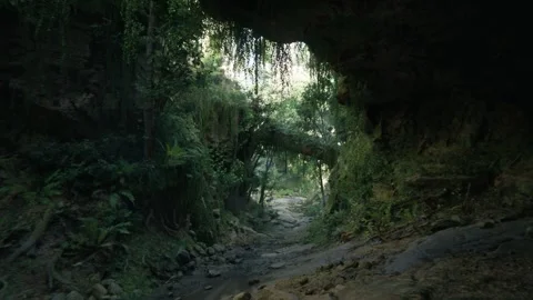 Sunlight Beam And Trees Of Rainforest Canopy In Jungle Stock Footage 259756660