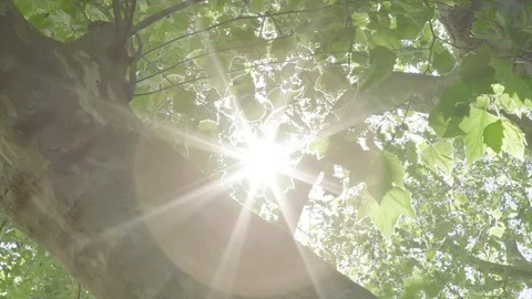 Sunlight Beam Flicker Through Leaves Video stock 85844041
