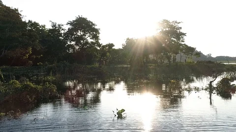 Sunlight beam flicker through leaves and trees of rain forest Stock Footage 116082673