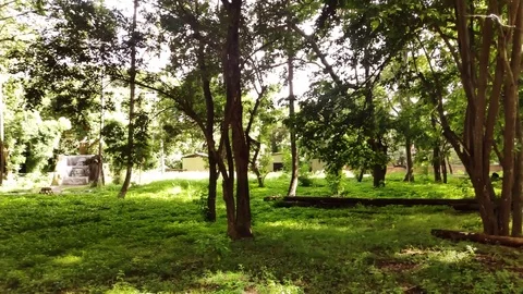 Sunlight Beam Flicker Through Leaves And Trees In Jungle 1080 스톡 동영상 126103106