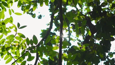 Sunlight beam flicker through leaves and trees of rainforest canopy in jungle. N Stock Footage 208951157