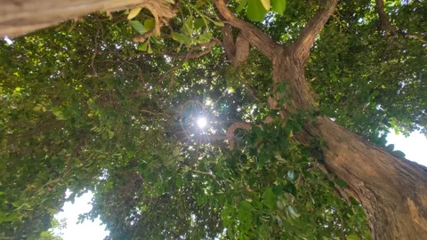 Sunlight Beam Flicker Through Leaves And Trees Of Rainforest Canopy In Forest Stock Footage 274223205