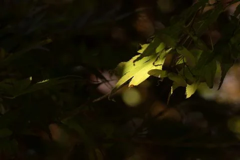 Sunlight Beam Highlighting Maple Leaf in Dark Forest Stock Photos