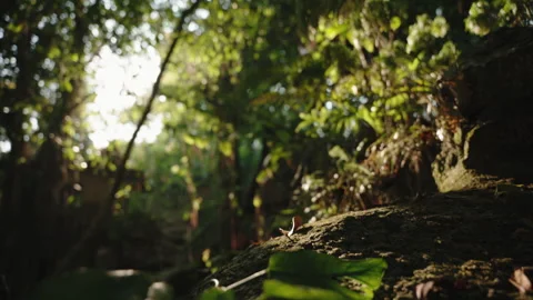 Sunlight Beaming on Green Leaves Over Mossy Jungle Rock, Beautiful Tropical Stock Footage 327796486