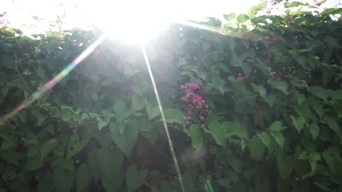 Sunlight Beaming Over Lush Green Vines with Pink Flowers Stock Footage 293099906