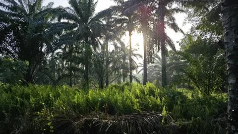 Sunlight beaming Fotos de archivo