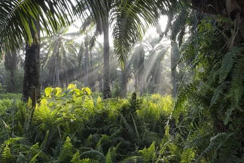 Sunlight beaming  Fotos de archivo