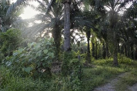 Sunlight beaming  Fotos de archivo