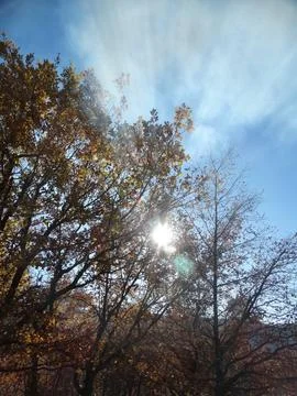 Sunlight beaming through autumn tree leaves on a clear day Stock Photos