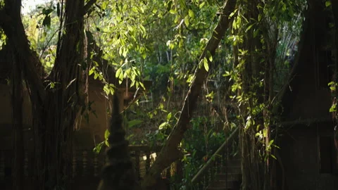 Sunlight Beaming Through Banyan Tree Roots on Abandoned Stone Stairs, Cinematic Stock Footage 327796126