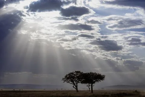 Sunlight beaming through the dark clouds over the grassland with acacia tre.. Stock Photos