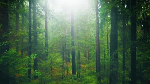 Sunlight Beaming Through Dense Green Forest Stock Footage 322548929