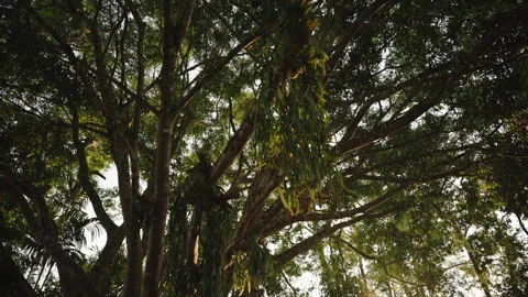 Sunlight Beaming Through Large Banyan Tree in Tropical Park, Cinematic Evening Stock Footage 327797040