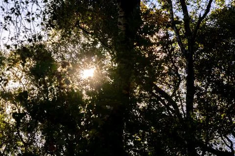 Sunlight Beaming Through Stock Photos