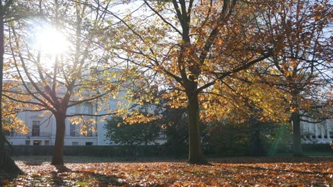 Sunlight beaming through the tree branches in autumn. Stock Footage 115132096