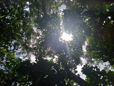 Sunlight beaming through the tree canopy in summer forest 스톡 사진