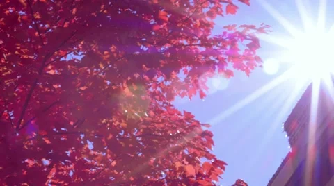 Sunlight Beaming through Tree Stock Footage 46492979