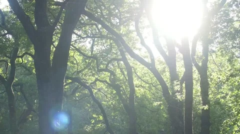 Sunlight beaming through trees in forest with lens flare Stock Footage 66777837