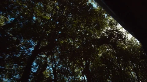 Sunlight Beaming through Trees Outside Car Window. Moving shot. Wideshot. Stock Footage 84885251