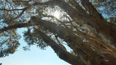 Sunlight Beaming through Trees. Slowmotion. Moving shot. Stock Footage 84885161
