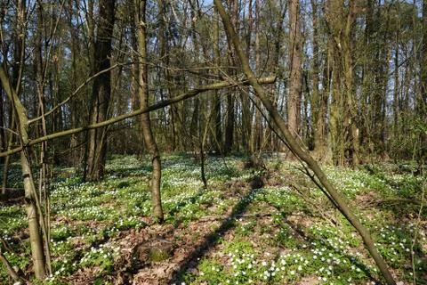 Sunlight beaming through treetops - view from below Stock Photos