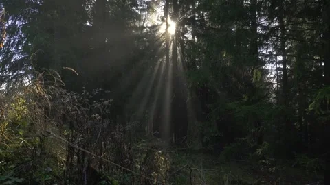 Sunlight Beams in Dark Misty Forest, Dramatic Natural Background Stock Footage 322909107