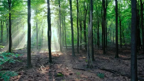Sunlight beams filtering through green trees in a peaceful forest landscape for  Stock-Footage 347152696