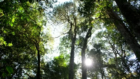 Sunlight beams flitting through indigenous forest tree canopy on Garden Route Stock-Footage 318452507