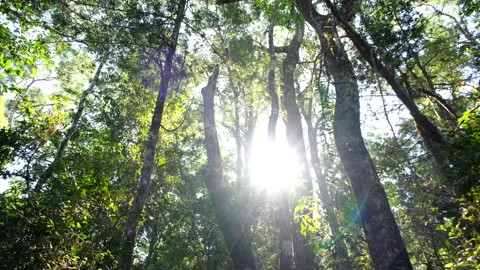 Sunlight beams flitting through tree canopy of indigenous forest in Knysna Stock-Footage 318222081
