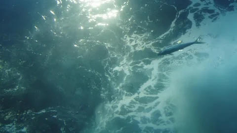 Sunlight beams through clear blue ocean water with fish swimming near the s.. Video stock 342781933