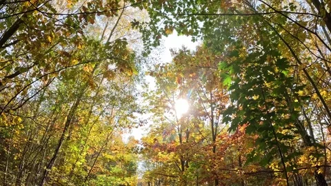Sunlight beams through dense autumn foliage in tranquil forest Video stock 321241637