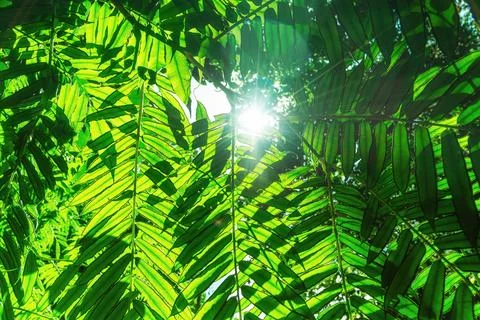 Sunlight beams through a dense canopy of lush green leaves in rainforest Stock Photos