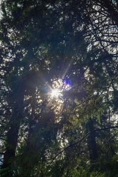 Sunlight beams through dense forest canopy creating starburst effect 库存照片