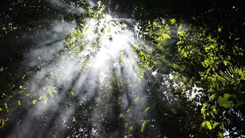 Sunlight Beams Through Forest Canopy Stock Footage 306440180