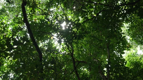 Sunlight beams through green forest canopy with tree leaves fluttering slowly Stock Footage 310937839