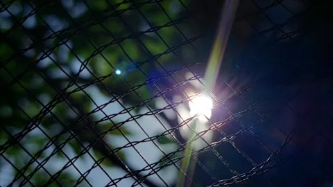 Sunlight beams through netting and lush tree branches Stock Footage 312377001