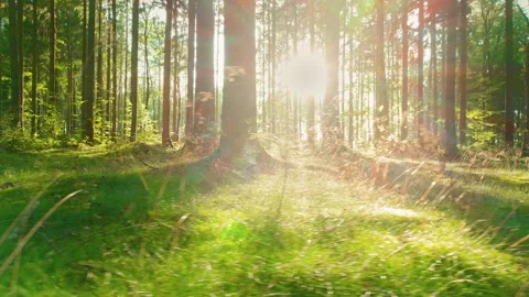 Sunlight beams through tall trees in a peaceful forest, creating long shadows on Stock Footage 284205366