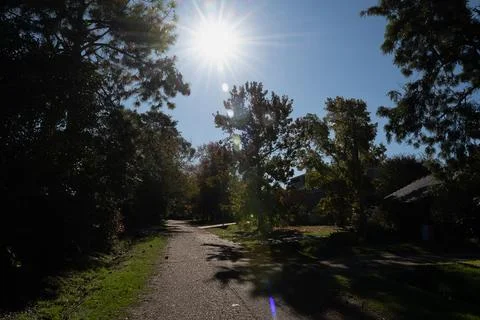 Sunlight beams through tall trees onto a quiet gravel path Stock Photos